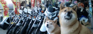 トップページ